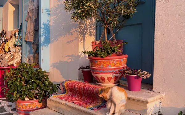A cat on a stoop in Andros, Greece