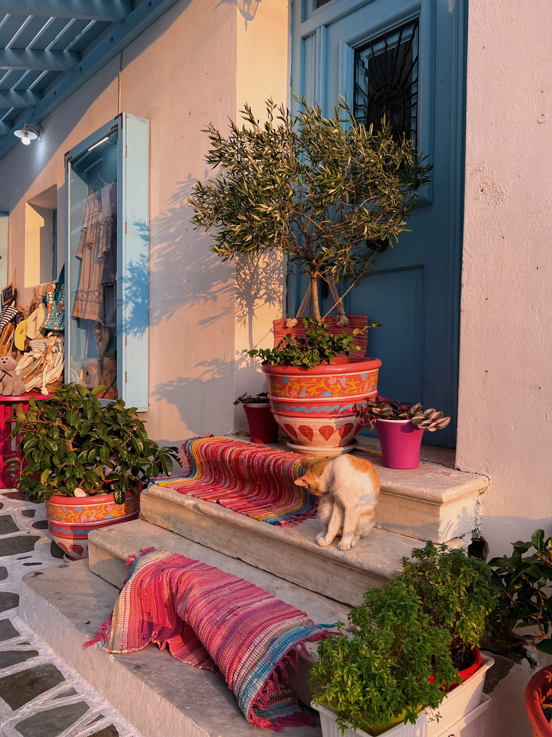 A cat on a stoop in Andros, Greece